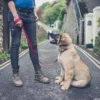Tipps für die Hundeerziehung mit Leinenführung