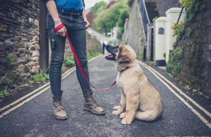Tipps für die Hundeerziehung mit Leinenführung