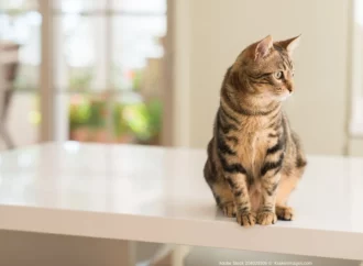 Wohnung sauber halten mit Katzen – so gelingt es
